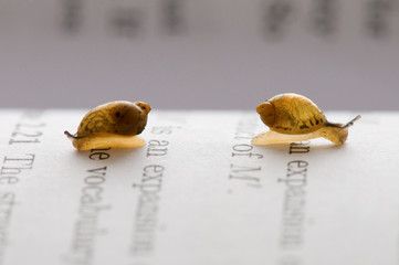 Small snails