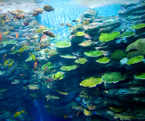 Fototapeta na wymiar Corals with fish