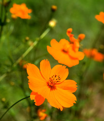 Orange marguerite