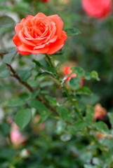 red  rose