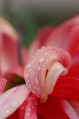 drops on petals