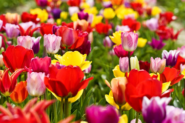 Tulpenfeld