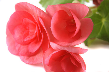 Flowers of a begonia