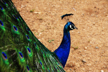 Obraz premium Peacock