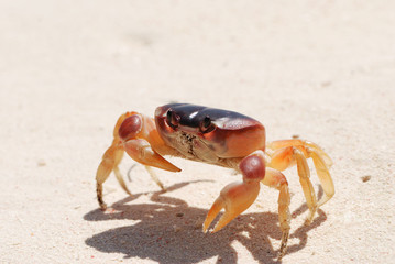 Fototapeta na wymiar Crab on a beach
