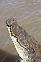 Saltwater Crocodile