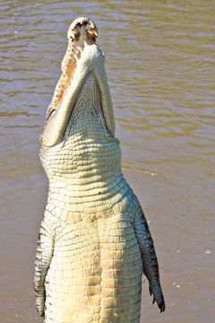 Jumping Crocodile