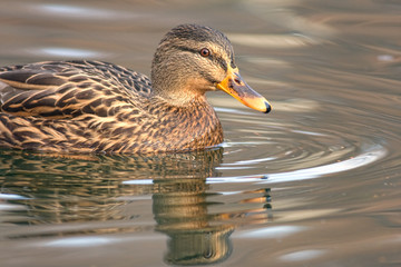 Mallard