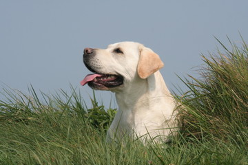 Beau portrait de profil du Labrador Retriever jaune © Dogs