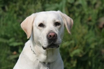 Portrait de face du labrador