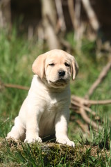 Craquant petit labrador assis à la campagne