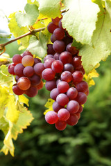 agriculture outdoor: grapevines