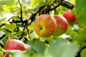 Branch of an apple tree with fruit