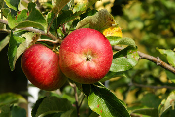 red apples on tree