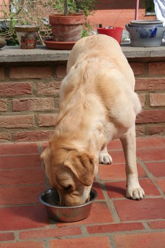 labrador en train de manger