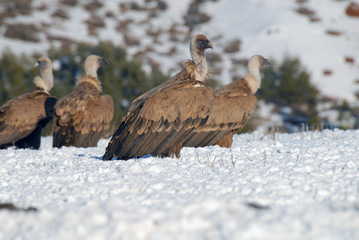 Buitres en la nieve