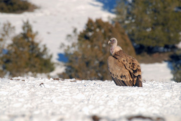 Buitre en la nieve