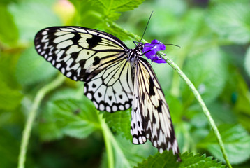 Fototapeta na wymiar black and white butterfly