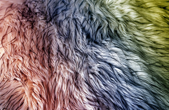Colored fur texture