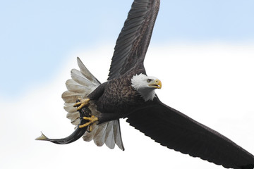 Bald Eagle (haliaeetus leucocephalus) © Steve Byland