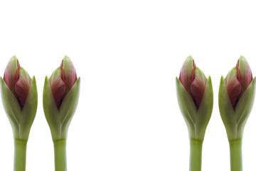 Doppelte Amaryllis