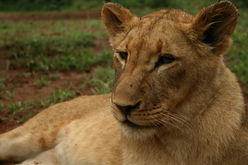 León blanco