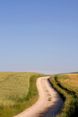Fototapeta na wymiar Piaszczysta droga między polami kukurydzy, szlak turystyczny
