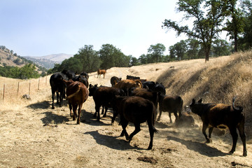 Farm Cattle on a Ranch