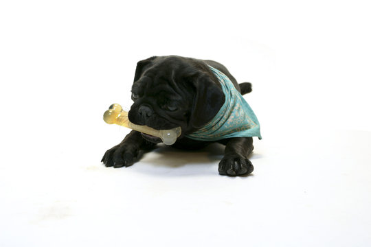 Puppy Black Puggel