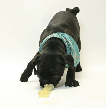 Puppy Black Puggel