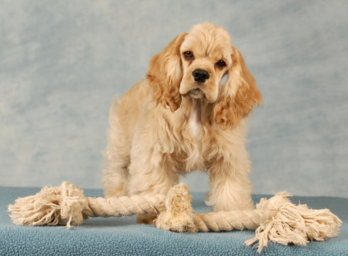 cocker spaniel puppy playing with tug rope toy