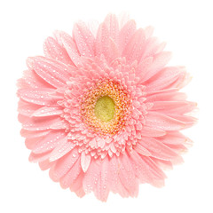 Pink daisy isolated [with clipping path]