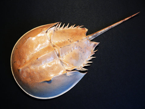 Pfeilschwanzkrebs