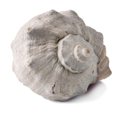sea shells close up