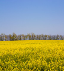 rape field under the blue sky - vertical panoramic image