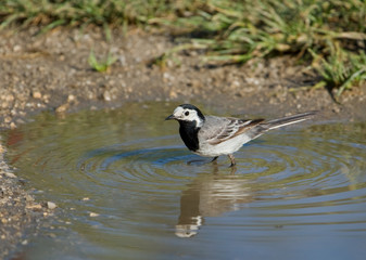 White Wagtail (Motacilla alba)