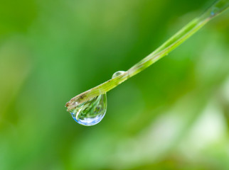 water-drop on green blade