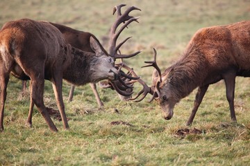 Stags in combat