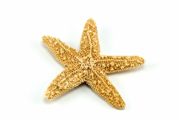 Fototapeta na wymiar Tiny starfish