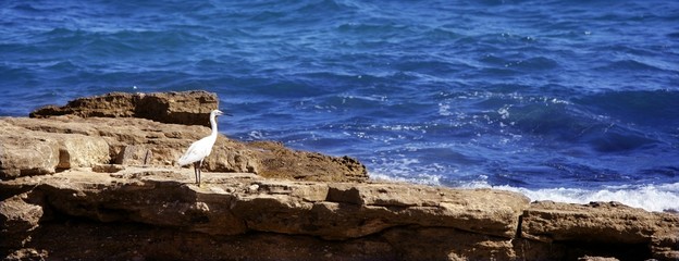 Fototapeta na wymiar Sea white bird on a rocky mediterranean shore