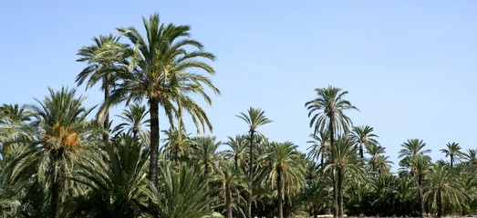 Fototapeta na wymiar Palm tree forest in Elche, Spain