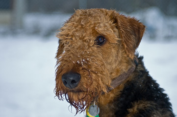 Serious snow dog in profile