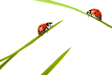 Two ladybird on meeting