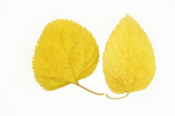Autumn, fall leaves decorative still at studio white background