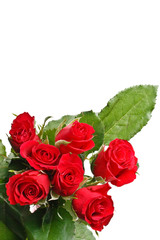 Red roses