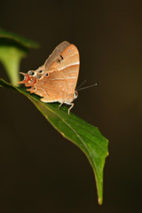 Fototapeta na wymiar Schmetterling Madagaskar 02