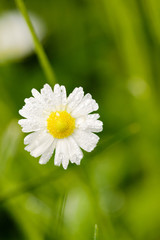 Fototapeta premium Daisy