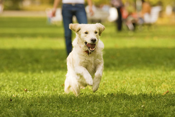 Golden retrievr