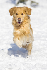 Happy golden retriever running in the snow 