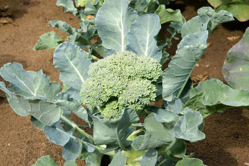 Broccoli in field